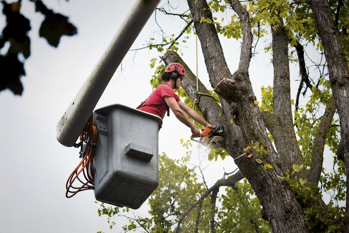 Commercial tree service in Oakdale, CA