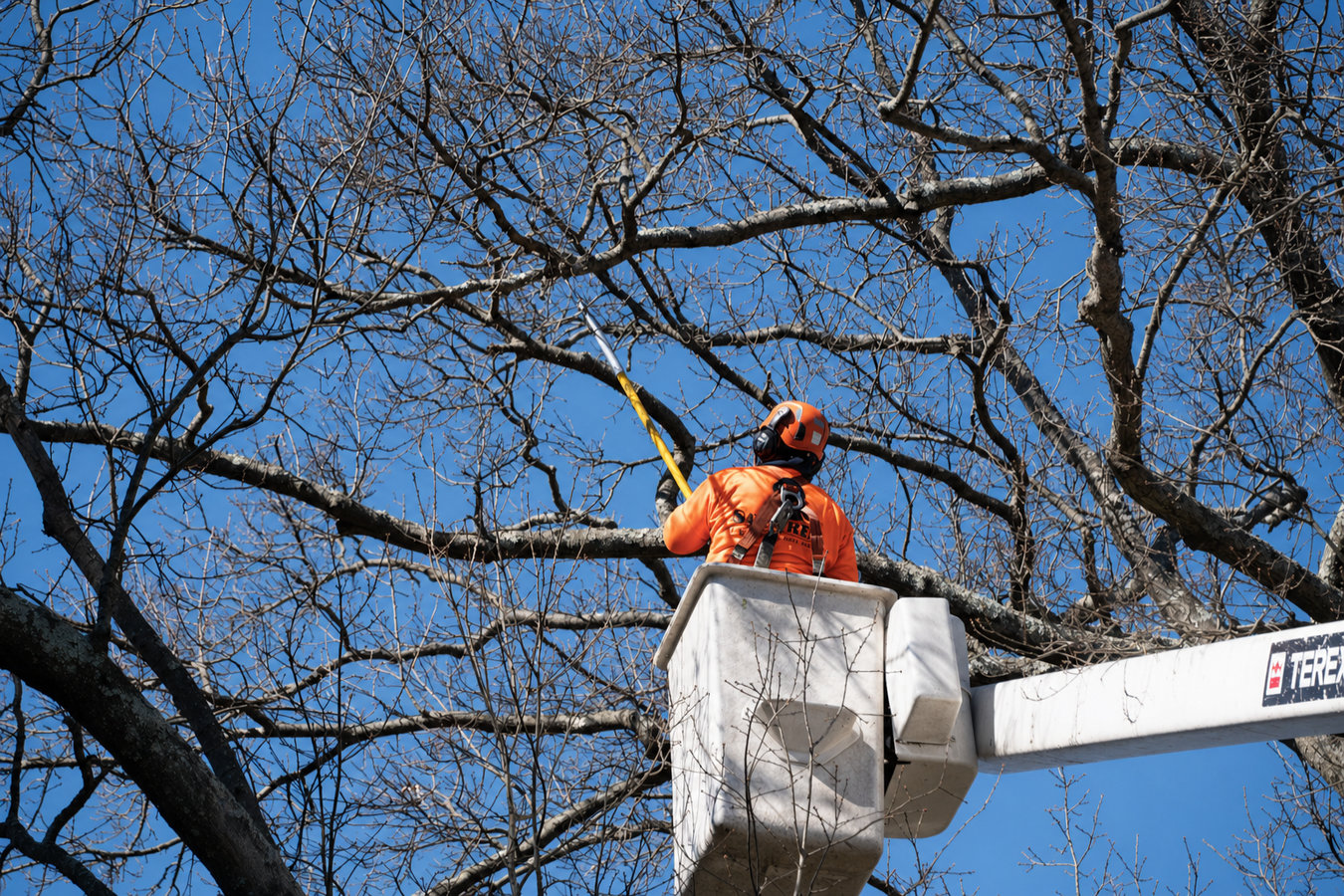 Express Oakdale Tree Service - Tree Service in Oakdale, CA