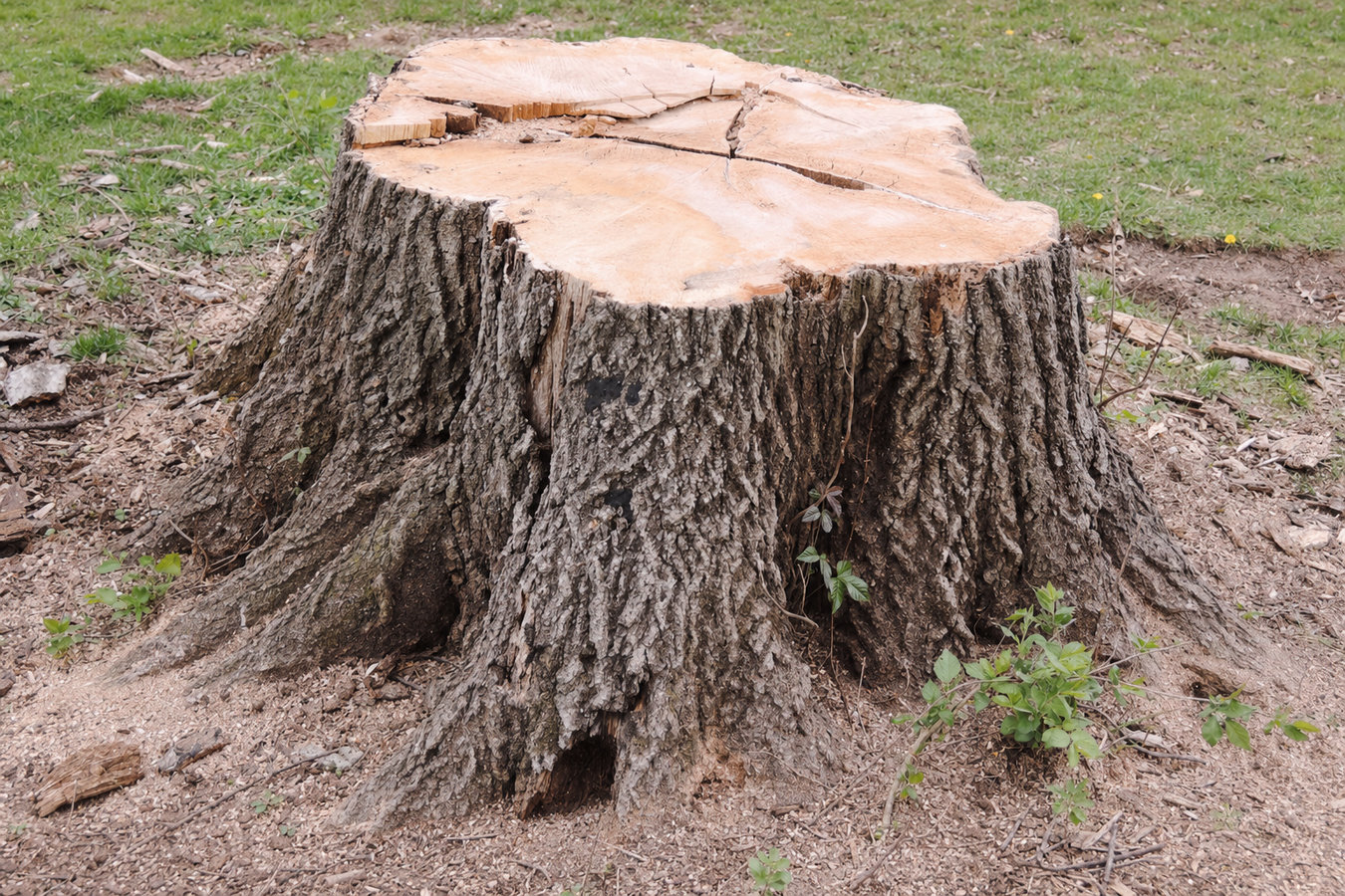 Stump removal in Oakdale, CA
